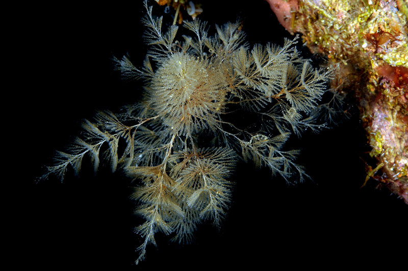 Bugula sp.